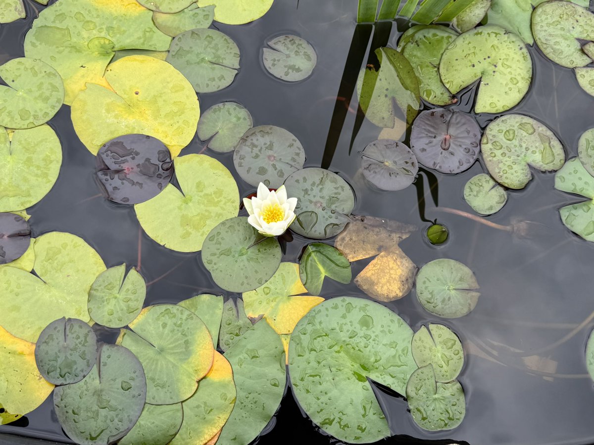 dandmgreetings's tweet photo. Quiet Bloom on Water
After the rain, the pond becomes a quiet mirror of life. Lily pads float gently like small green islands, and in their calm world a single white flower rises pure, silent, and graceful. Nature does not rush to be beautiful.
#NaturePhotography #WaterLily📷✨ https://t.co/M9k1UL3uXa
