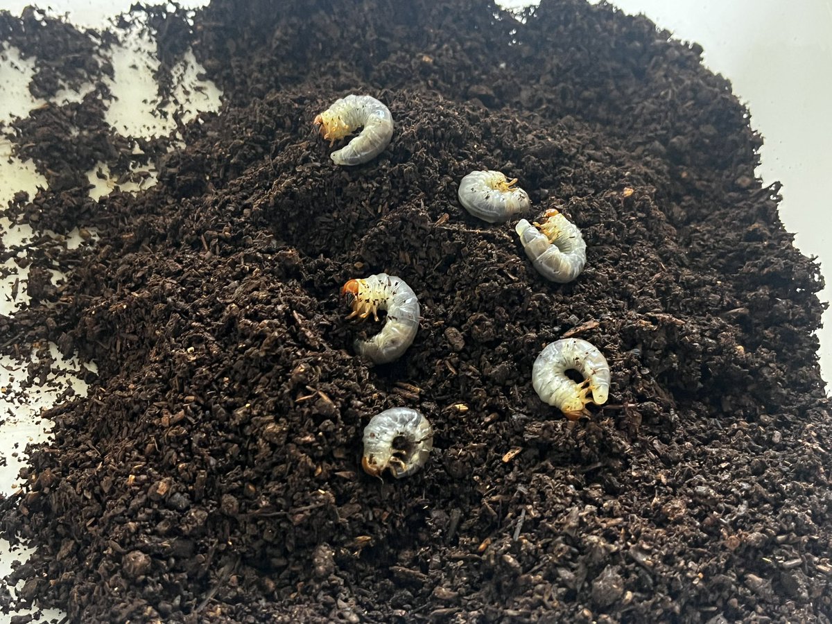 tmtk86's tweet photo. 幼虫頭数当てクイズで、プレゼント頂きましたニジイロ幼虫ちゃんズが届きました✨😁
６匹頂いて、６匹元気に届いてます🐛
FUJIさんありがとうございます🙌
うちの温度に慣れたら、カンタケブロックで、まずは多頭管理してみようかな？ https://t.co/lhC2dKN7XW