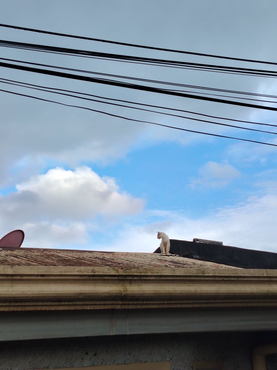 Cleo Ambr tweet media