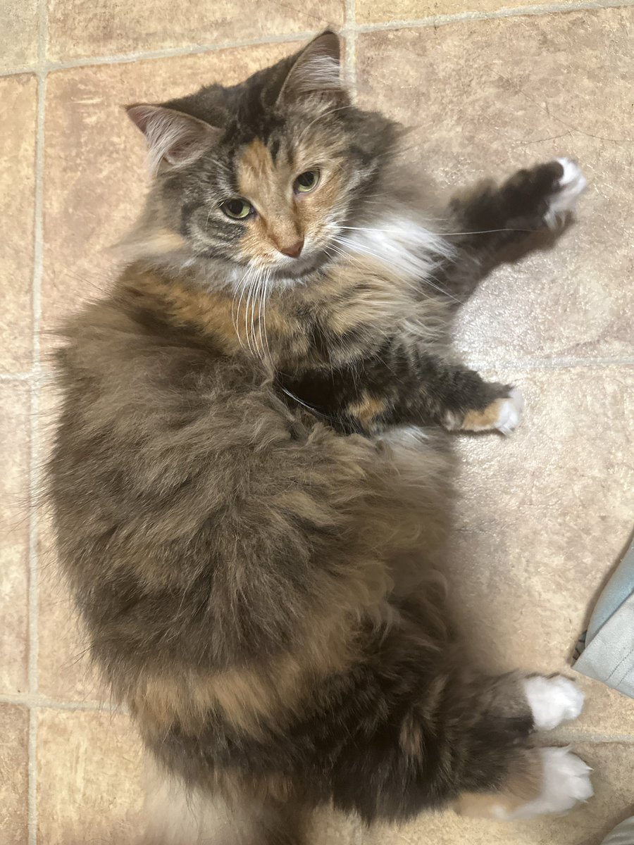 agent alcuin ⋆｡°✩ Fall For Me #1 Fan tweet media