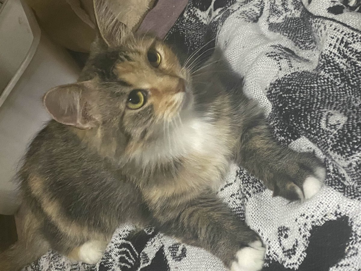 agent alcuin ⋆｡°✩ Fall For Me #1 Fan tweet media