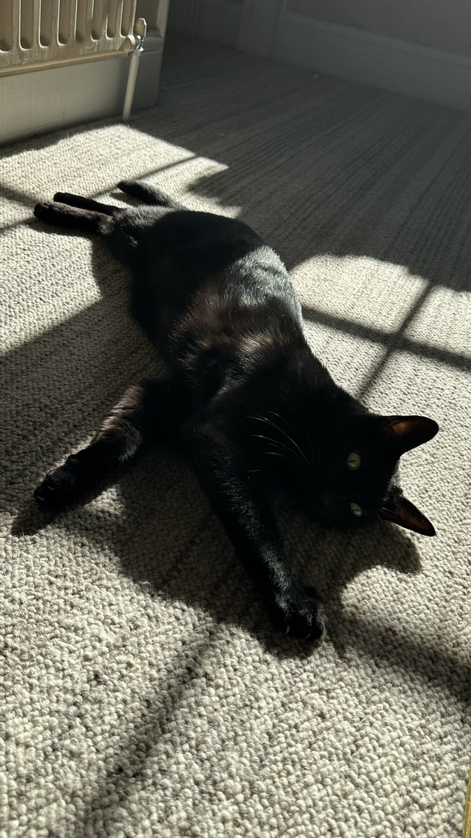 Rolf the University of Warwick Campus Cat tweet media