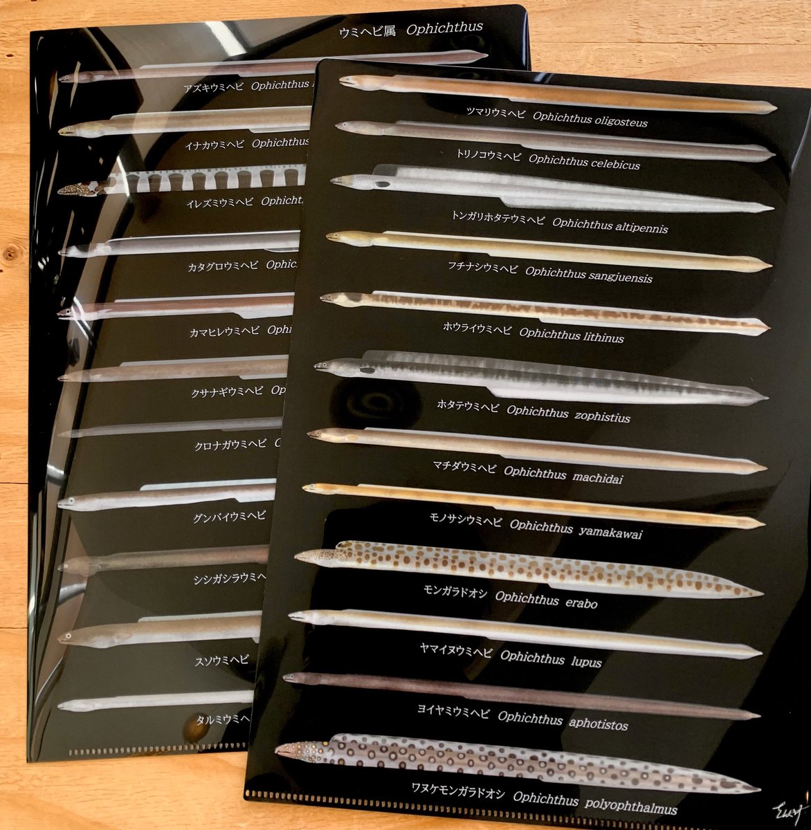 SAKANA BOOKS(サカナブックス)|サカナに特化した本屋𓆝𓆟𓆜𓆞𓆡 tweet media