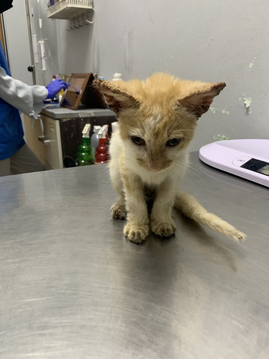 Update dekat vet sekarang. Surprisingly dia bukan gegirl! Tapi boboy! Dah bagi nama dia Dara tapi kena tukar balik. Nama kucing kat rumah Bayu &amp; Bujang. 

Nama saya pula Bima💫