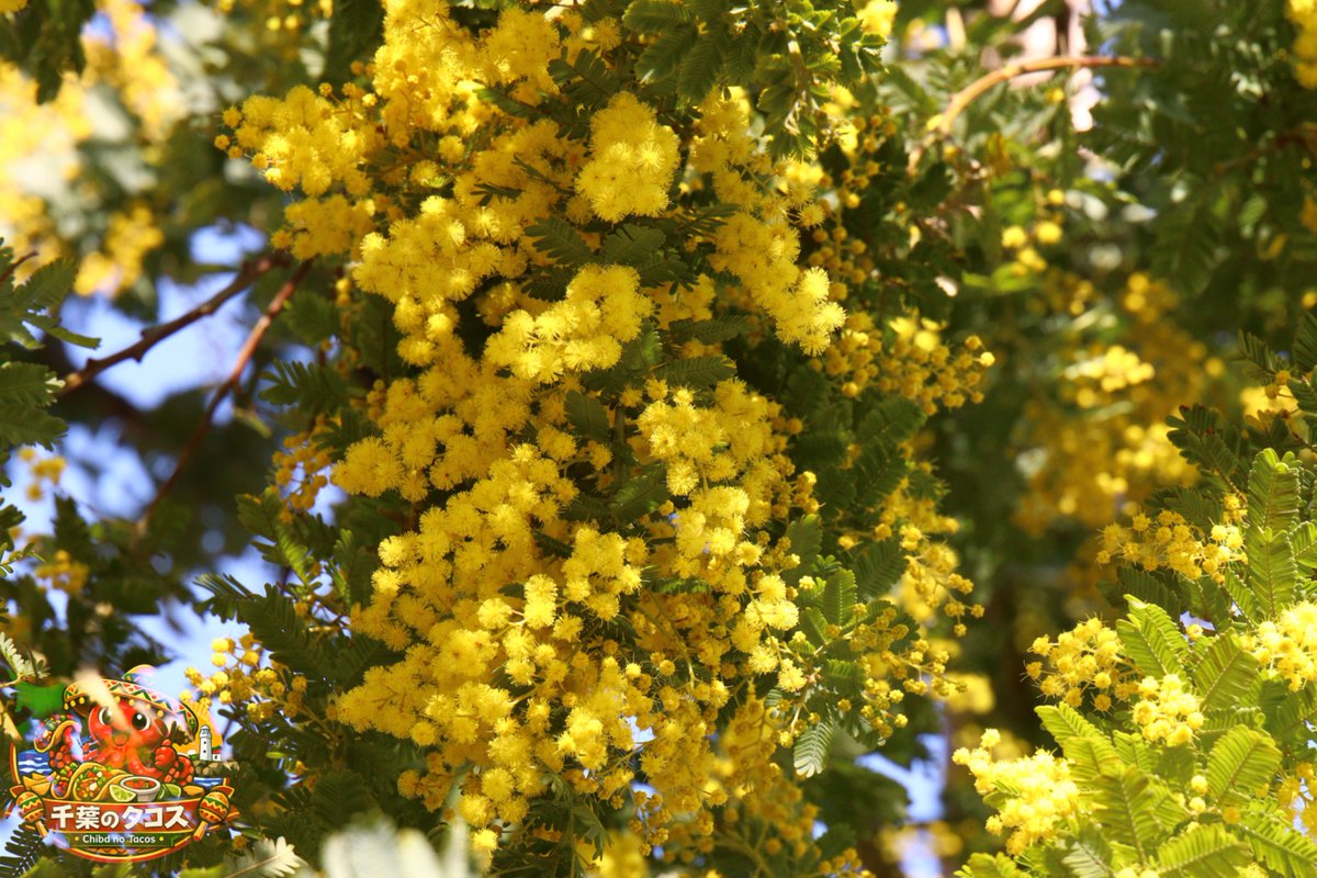 千葉タコス🌮 tweet media