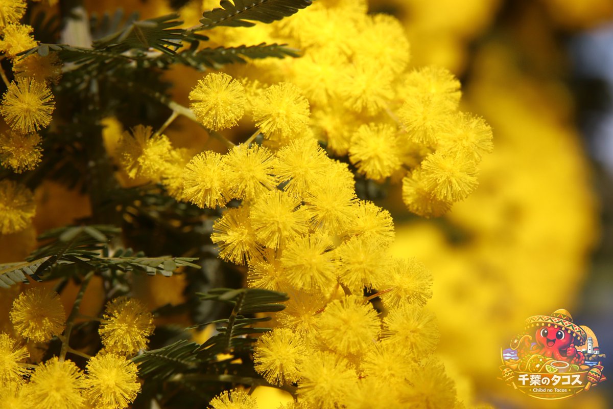 千葉タコス🌮 tweet media