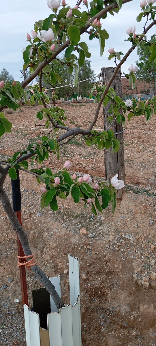 Juan Bomba tweet media