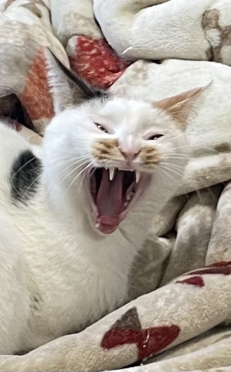 せっかく帰省したのに家族全員出かけてて誰も居ない、こいつしか居ない