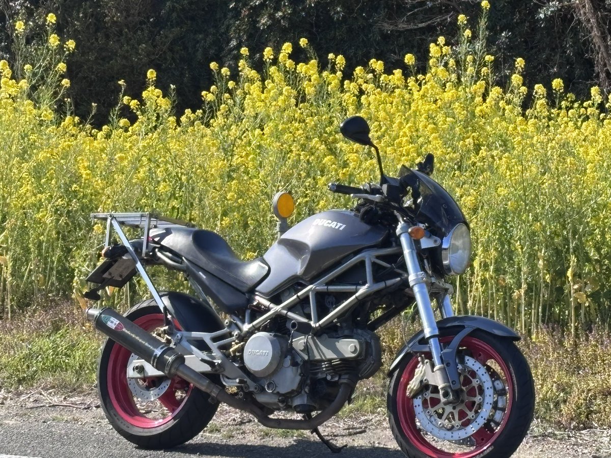k424daisuki's tweet photo. 久しぶりにこの子とデート😍🏍️
渥美半島の菜の花今が見頃です〜
#バイク
#渥美半島
#MMC
#菜の花ツーリング https://t.co/D2f8AMAupU