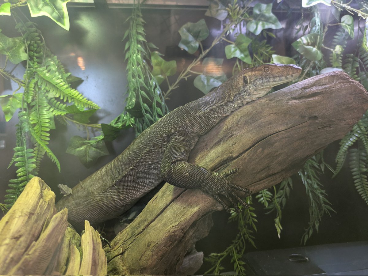 ぐぅさ tweet media