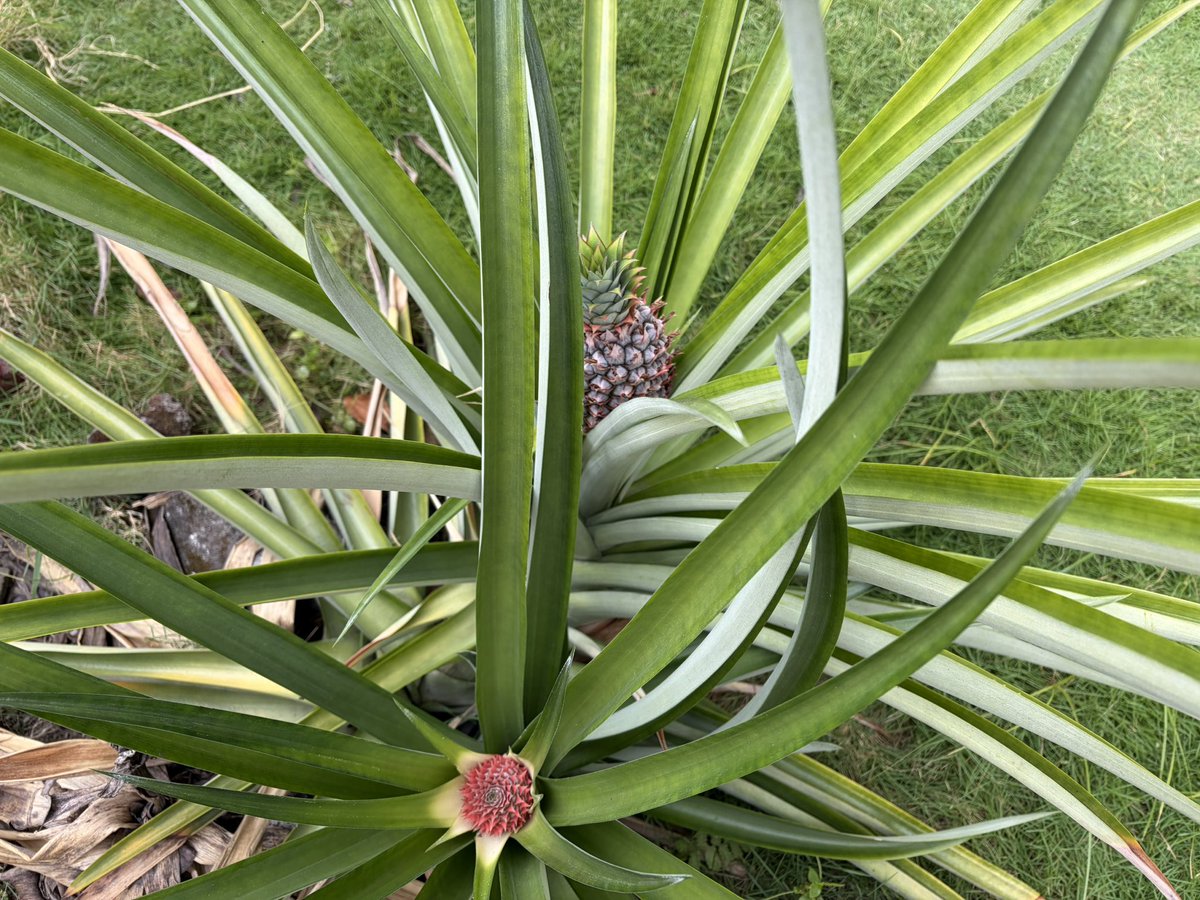 Jacob_338's tweet image. お庭で育っているパイナップル🍍ですが、もう1つまさかのお花が咲きました。同時期に2つ育つのは初めてです。大きい方が4回目で小さい方が5回目です。収穫が楽しみです。

#pineapple
