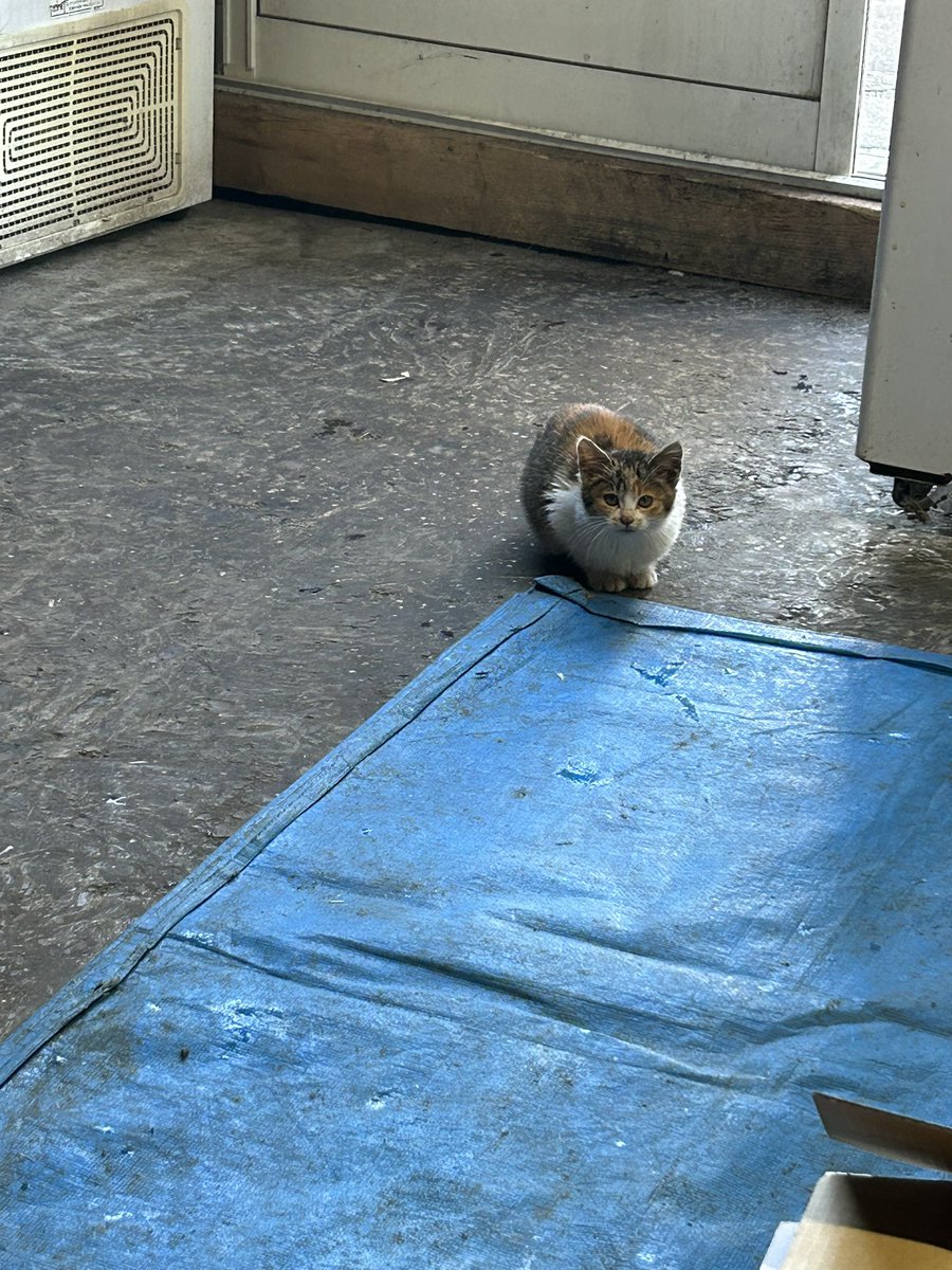 ちっちゃくて可愛い
あんなに近くに来てたのに
大人になったら小屋にも入って来ないわ
イワシも食べないし。
きっと美味しいご飯もらってるんだな
