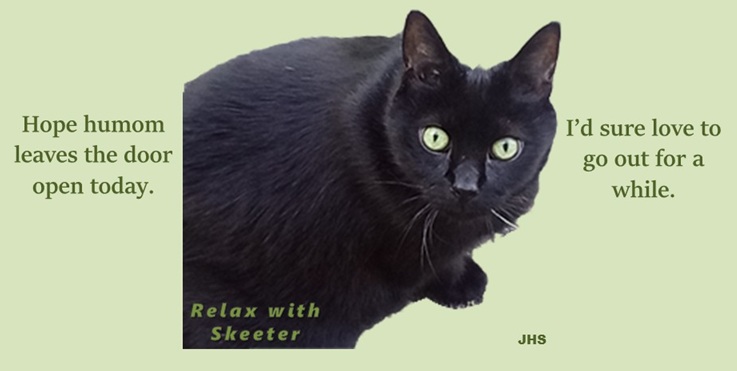 J. Hali Steele tweet media