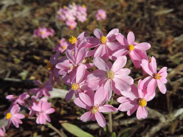 QA Rev 019 tweet media