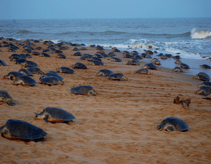 manas_muduli's tweet image. Arribada has begun on the Odisha coast this year. 

Every year, lakhs of endangered Olive Ridley turtles arrive on Odisha’s beaches for mass nesting, the largest such gathering in the world.

This extraordinary natural phenomenon is called #Arribada, when lakhs of turtles come