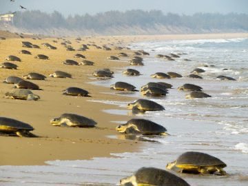 manas_muduli's tweet image. Arribada has begun on the Odisha coast this year. 

Every year, lakhs of endangered Olive Ridley turtles arrive on Odisha’s beaches for mass nesting, the largest such gathering in the world.

This extraordinary natural phenomenon is called #Arribada, when lakhs of turtles come