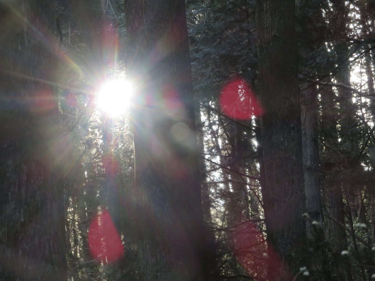 #杉木立  #朝陽 
  スラッと足長の杉林。
  眩しい朝陽が見えてきたのは
  8時すぎでした✨️