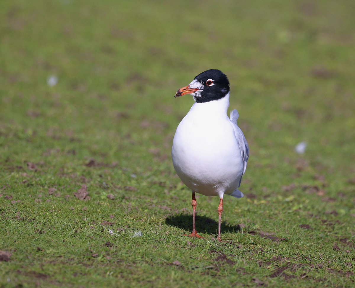 Rose Newbold tweet media