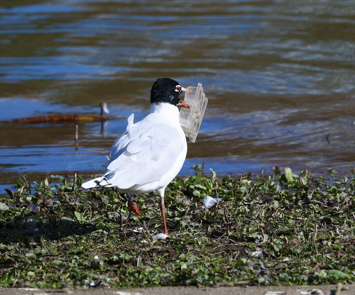 Rose Newbold tweet media