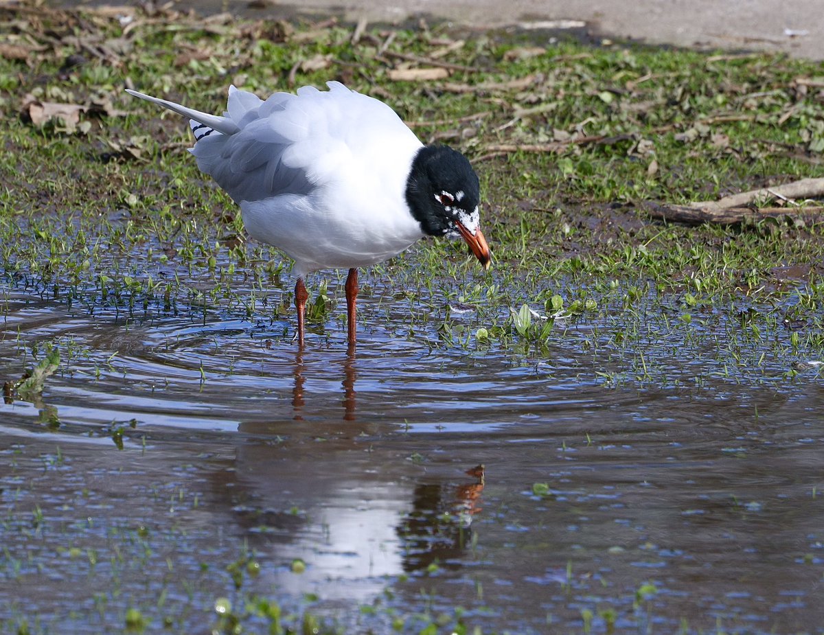 Rose Newbold tweet media