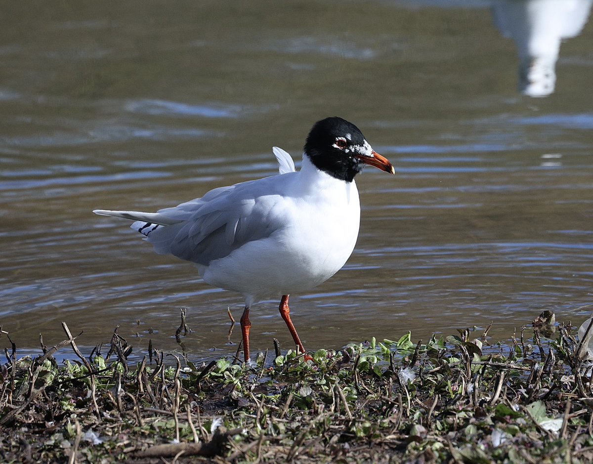 Rose Newbold tweet media