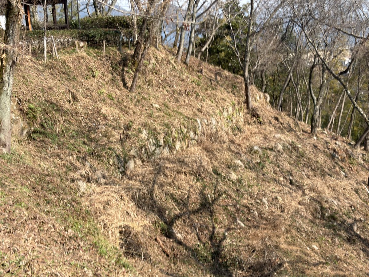 ガンビー（銃蜂） tweet media