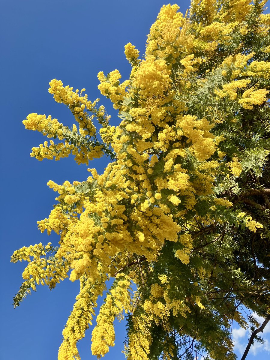 杏￤2nd tweet media