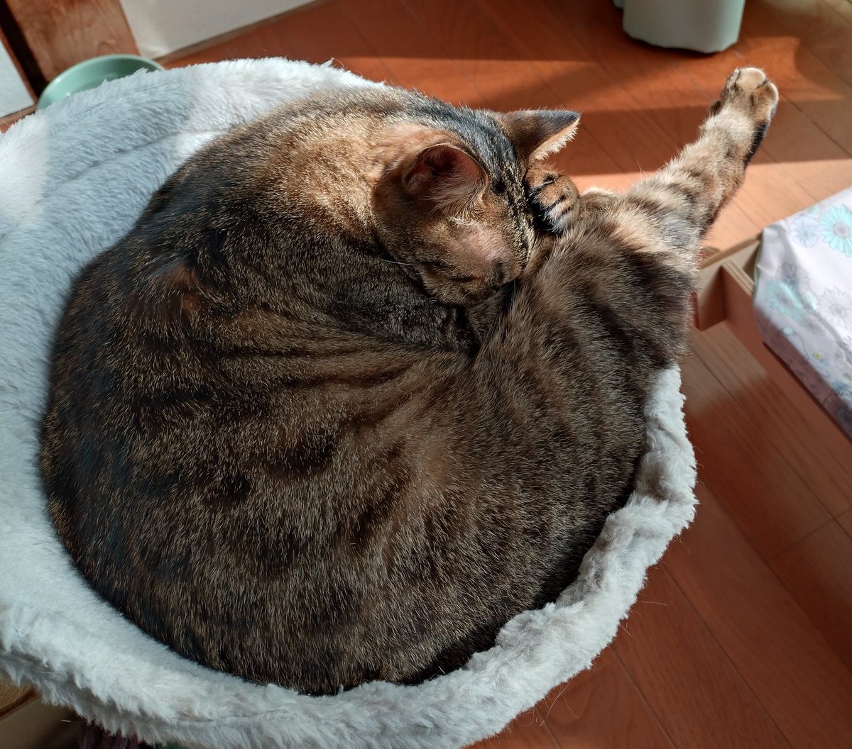 頭を抱えたアンモニャイトから足が出てる😂

#猫
#キジトラ
#猫のいる幸せ