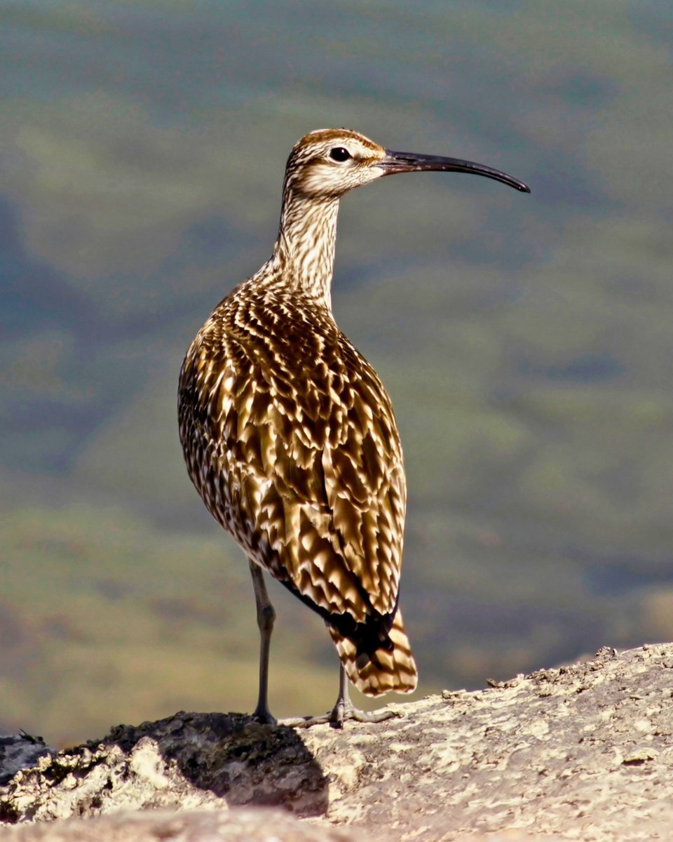 Milli Parklar tweet media