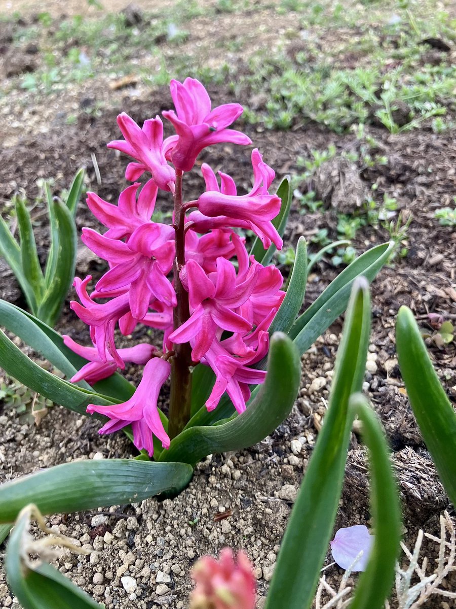 杏￤2nd tweet media