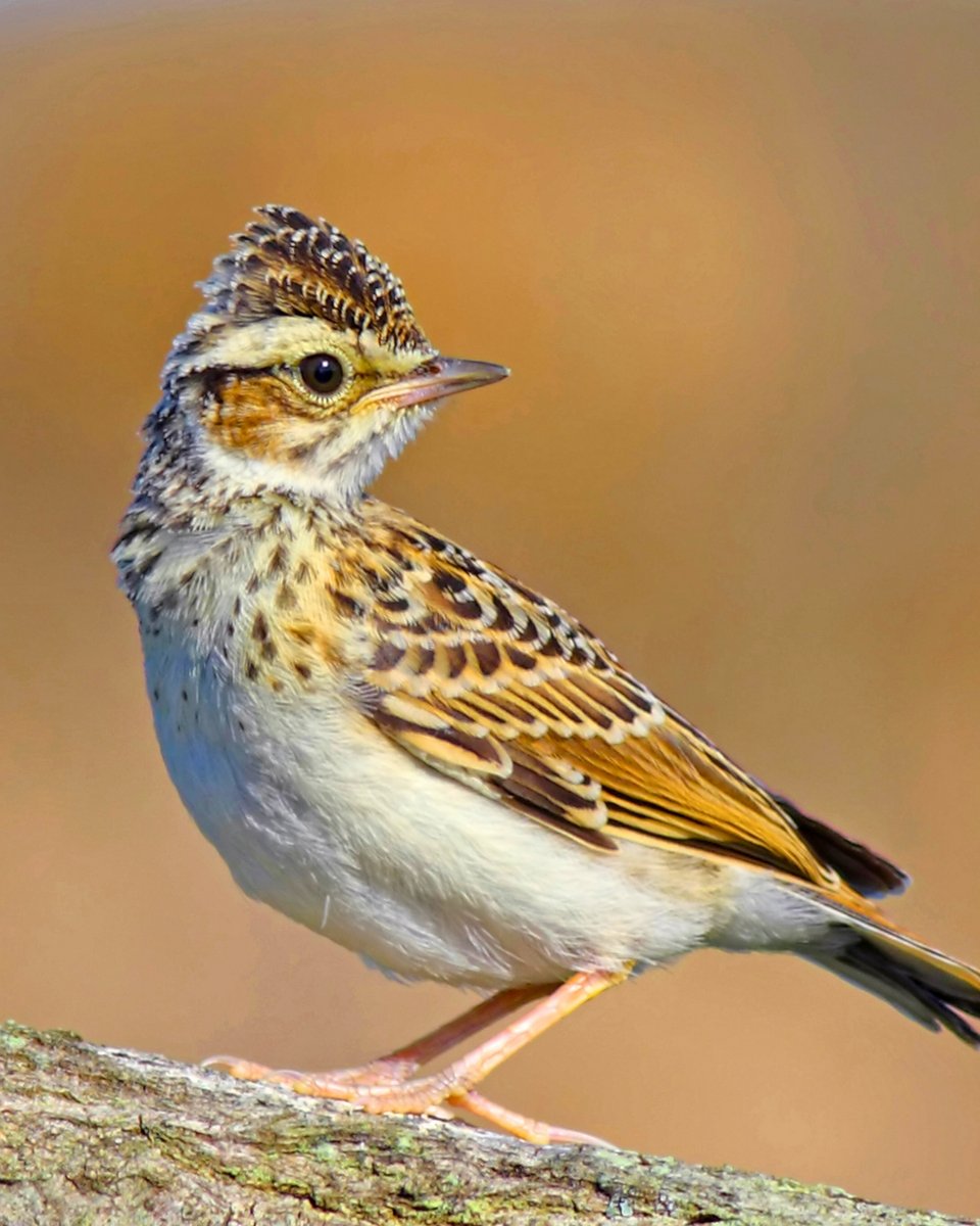 Milli Parklar tweet media