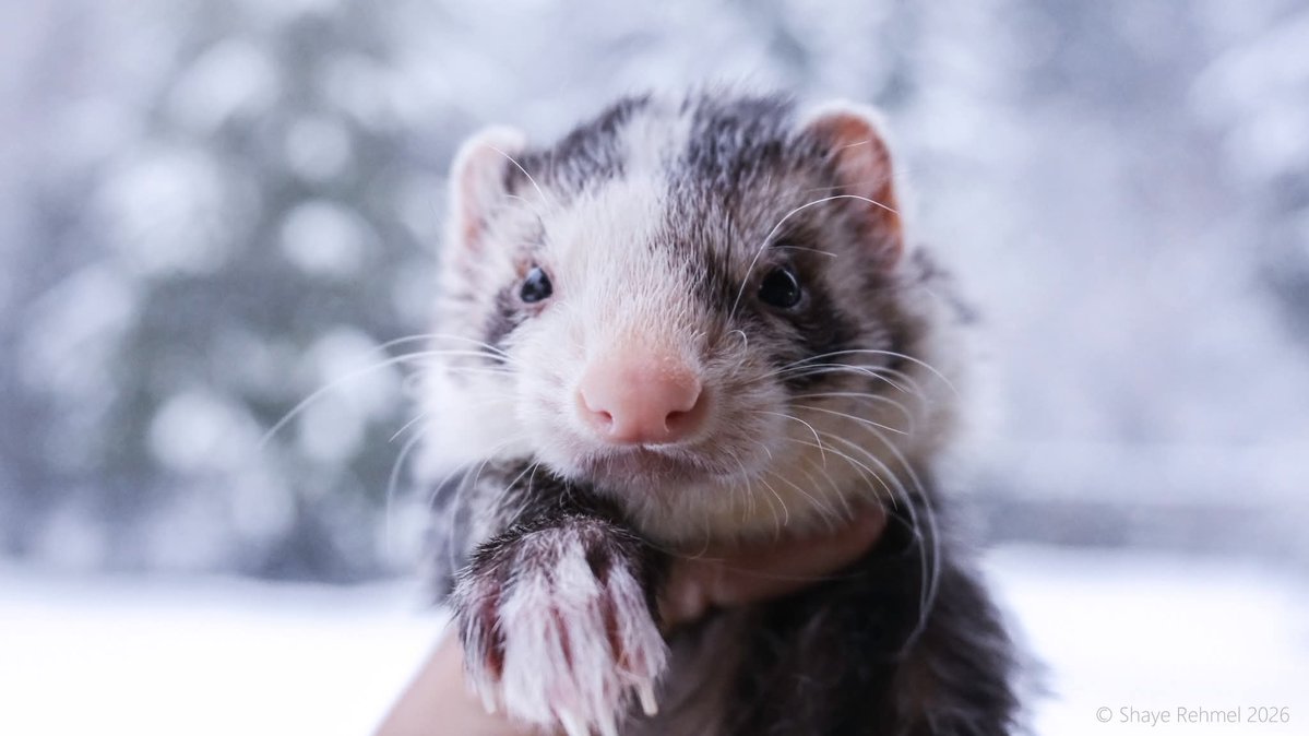 Ferret Zone tweet media