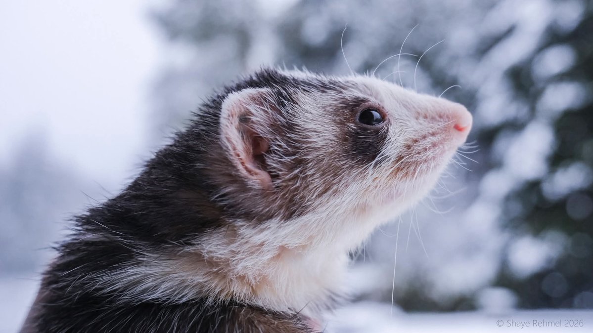 Ferret Zone tweet media