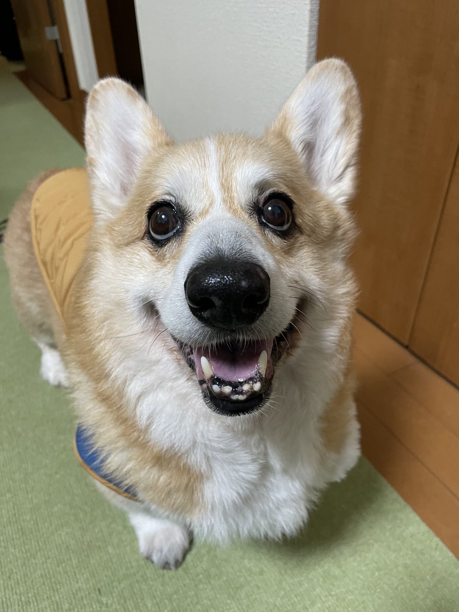 pankui_0238's tweet photo. 今日はピケの命日です。1年が経ちました。ピケの姿はないけど、毎日ピケいってきます、ピケただいまと言ってしまいます。 https://t.co/ZB9KnIDxxE