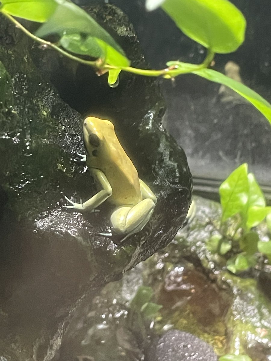 たなか取締役兼最強店長@ニコバー大宮店 Mixコンカフェ もふる大宮 ギルド大宮 tweet media