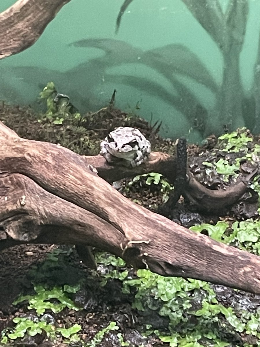 たなか取締役兼最強店長@ニコバー大宮店 Mixコンカフェ もふる大宮 ギルド大宮 tweet media