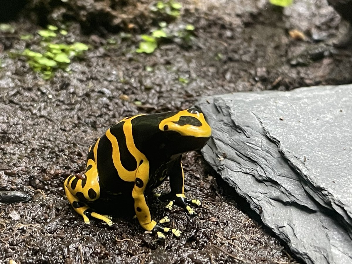 たなか取締役兼最強店長@ニコバー大宮店 Mixコンカフェ もふる大宮 ギルド大宮 tweet media