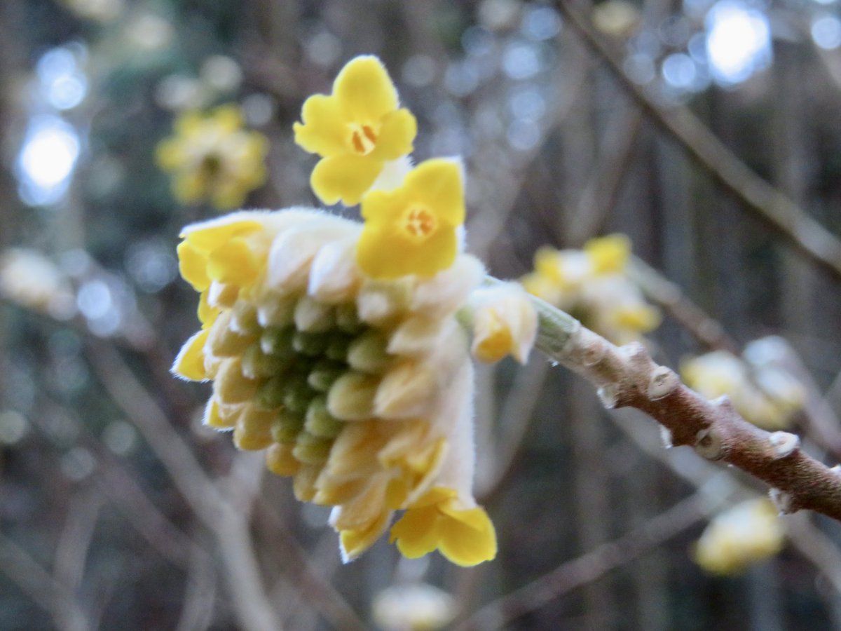 #ミツマタ散策  #茂木町 
 見頃はもう少し先だったかもしれません。朝陽が入り込むと…妖精が少しやってきたような 🧚‍♀️🧚‍♂️✨️✨️!!
 ここは妖精の森と呼ばれているそうです。花言葉は｢永遠の愛｣「強靭」