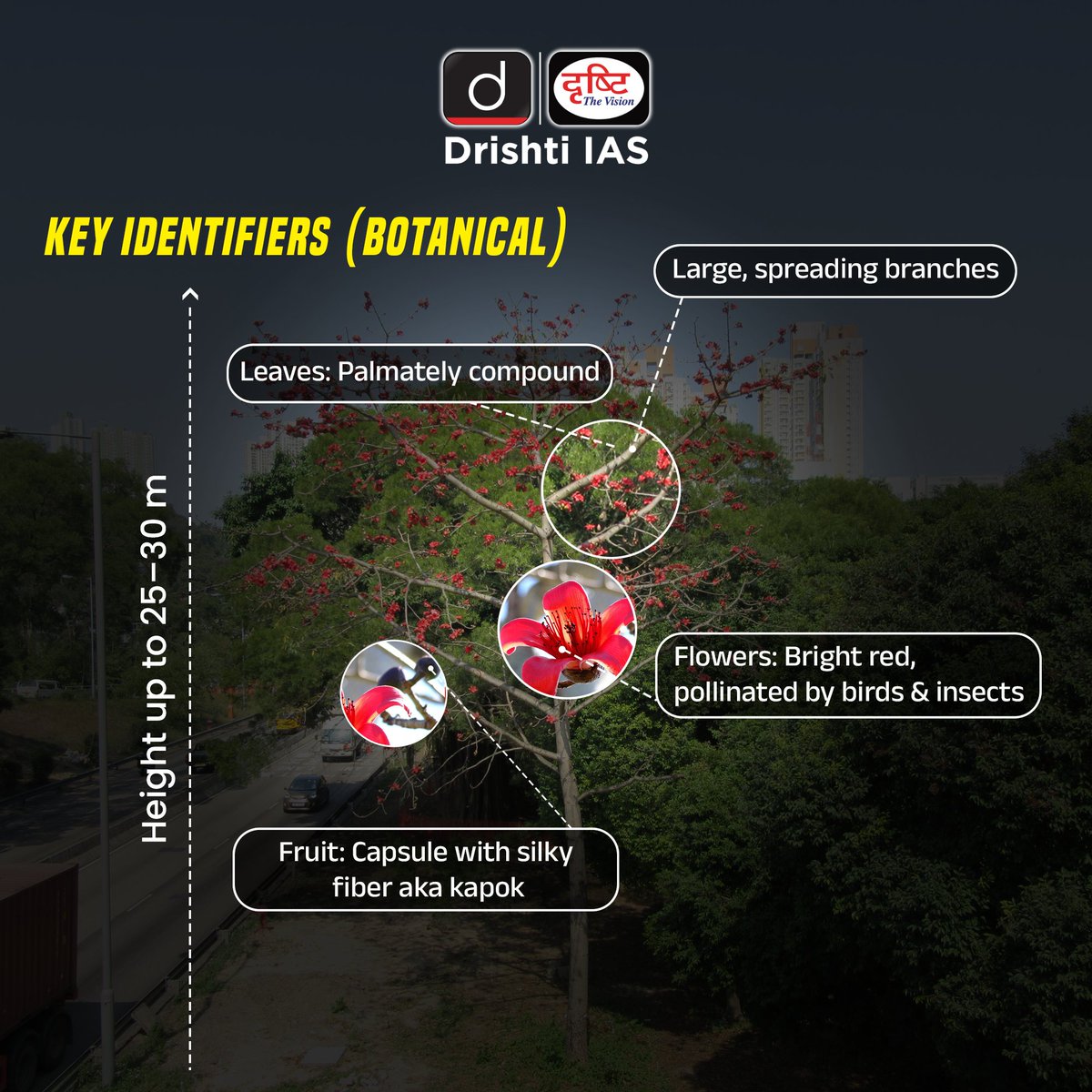 drishtiiaseng's tweet image. 🌺 When the Semal blooms, ecology speaks. 🌳
Bright red flowers. Towering height. Silky cotton pods.
But the Semal (Silk Cotton Tree) is more than just a seasonal spectacle.

#Semal #UPSC #Environment #Biodiversity #Ecology #DrishtiIAS #DrishtiIASEnglish