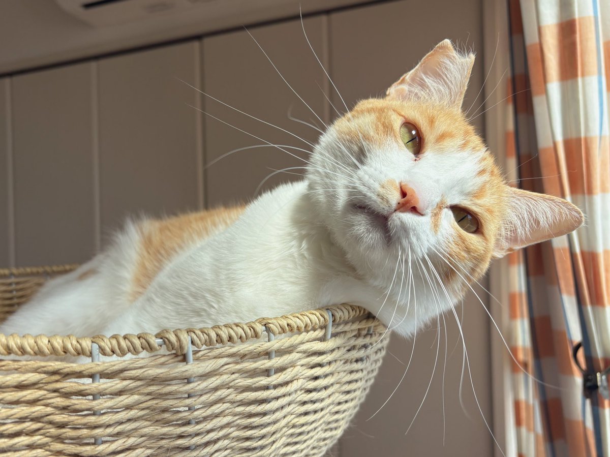 moegitime's tweet photo. うららか〜🌸

#猫のいる暮らし　#ねこかわいいね　
#猫好きさんと繋がりたい https://t.co/q4QcLMMH8c