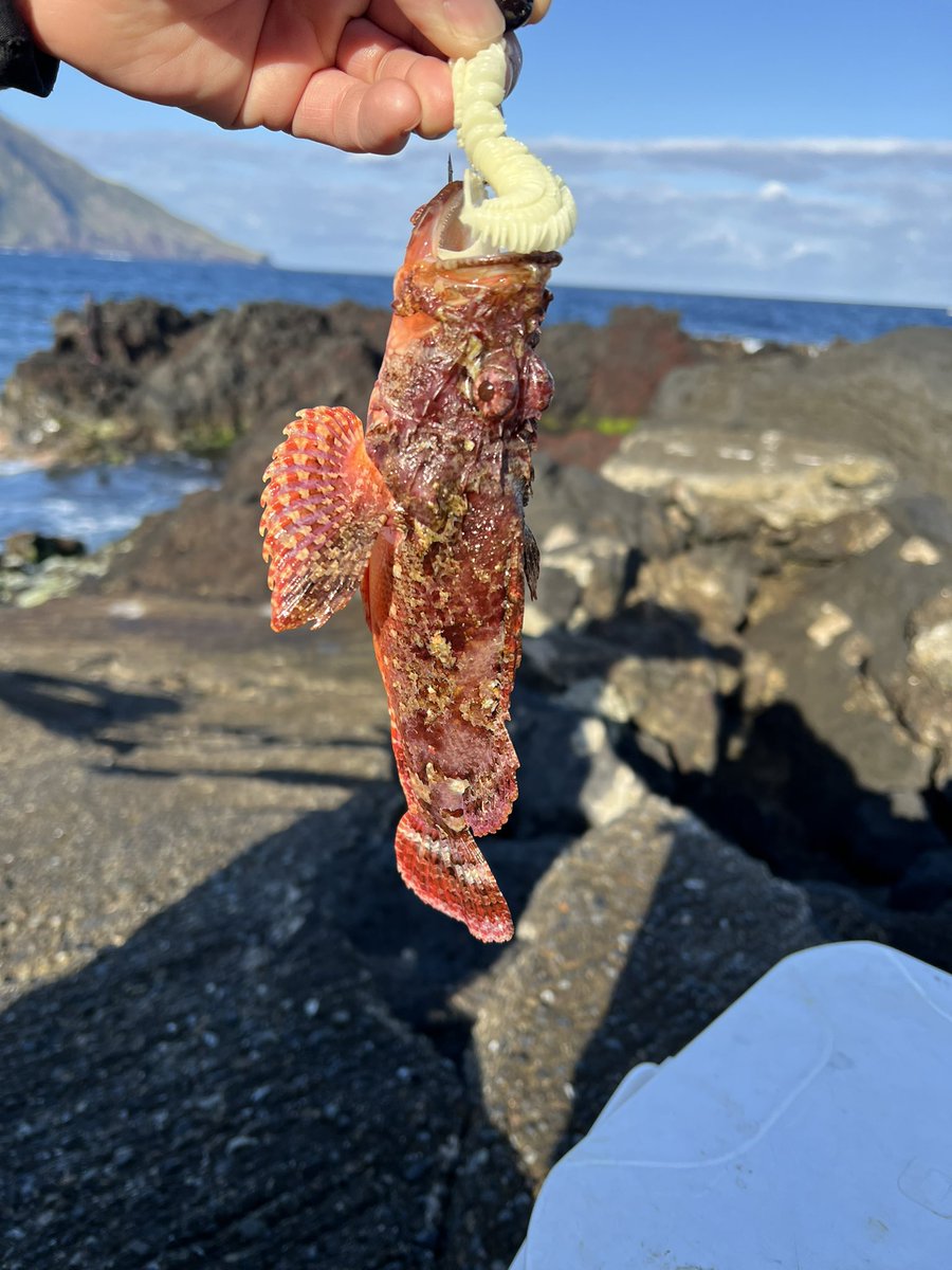 N_8jo_'s tweet photo. これ、なんだろ？？
わかる方、教えて下さい！！

#八丈島 #釣り #釣りガール https://t.co/VxGQbXnHQo