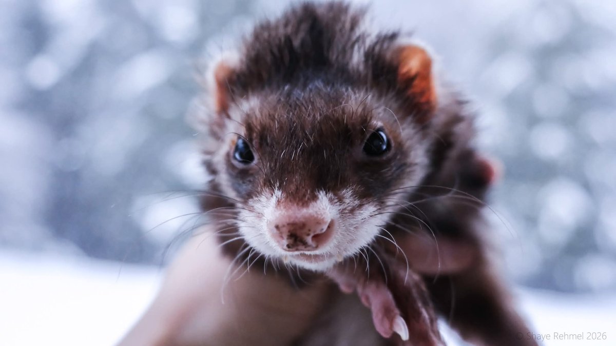 Ferret Zone tweet media