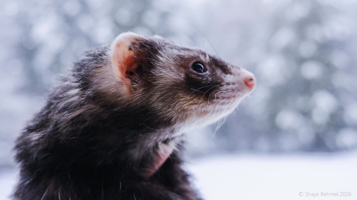 Ferret Zone tweet media