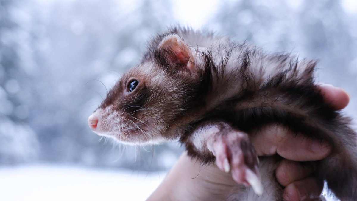 Ferret Zone tweet media