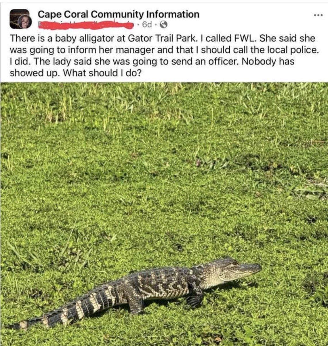 Florida Coasters tweet media