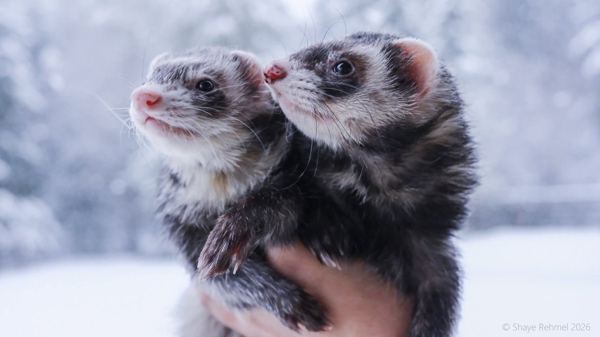 Ferret Zone tweet media