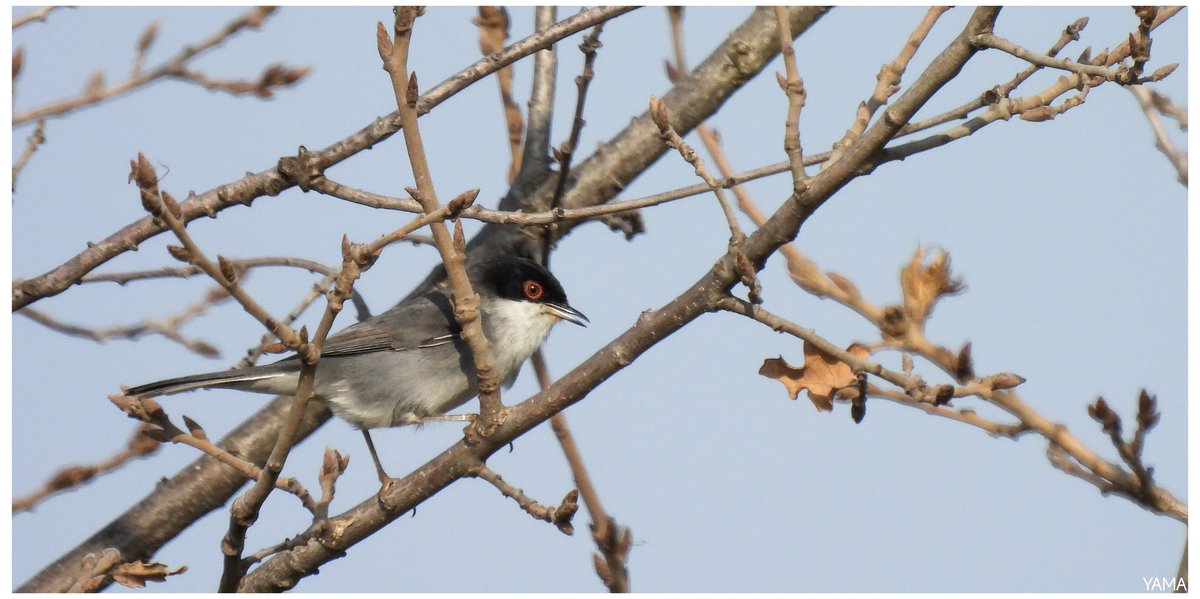Yama 山 tweet media