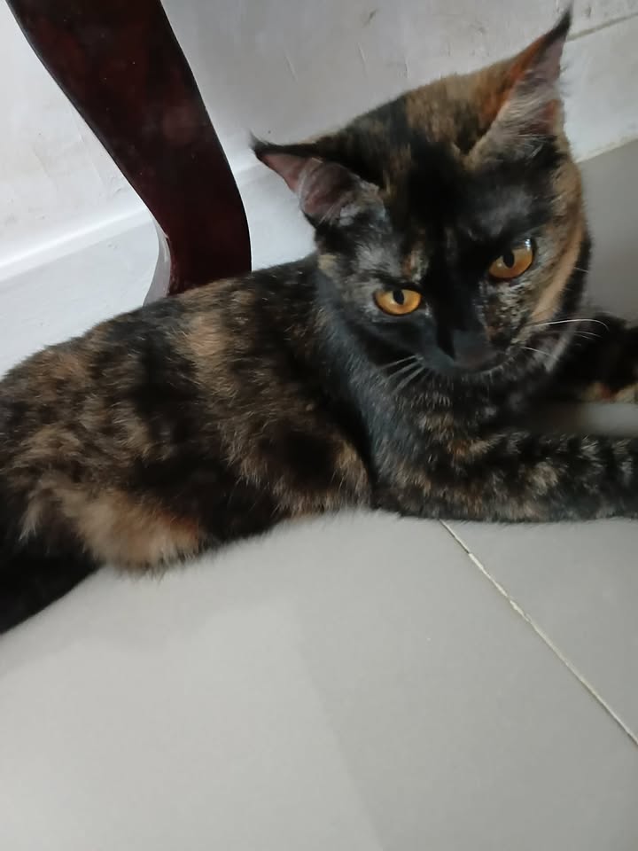 Catster & Co บ้านพักพิงแมวจร tweet media