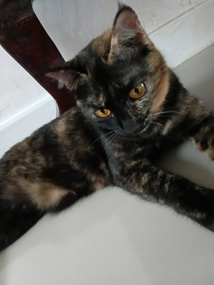 Catster & Co บ้านพักพิงแมวจร tweet media