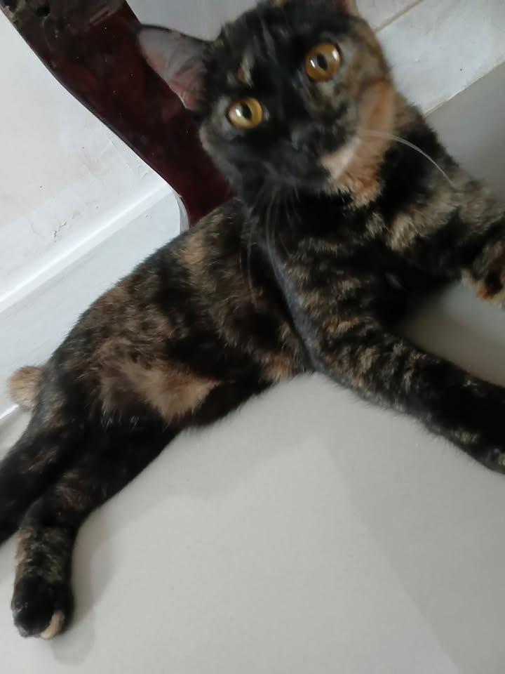 Catster & Co บ้านพักพิงแมวจร tweet media